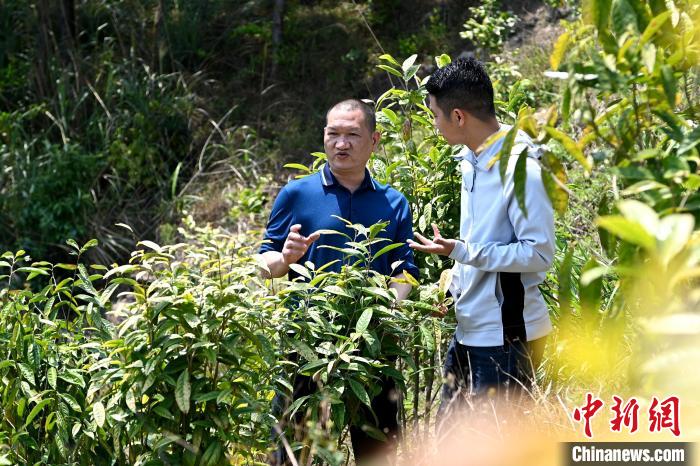 張高漢向參訪者介紹金花茶種植情況?！埥鸫?攝