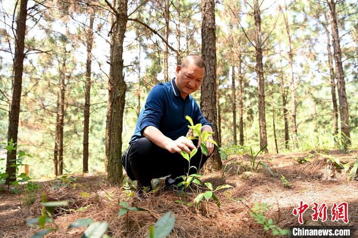 張高漢查看在松樹林下剛套種不久清明茶的生長情況?！埥鸫?攝