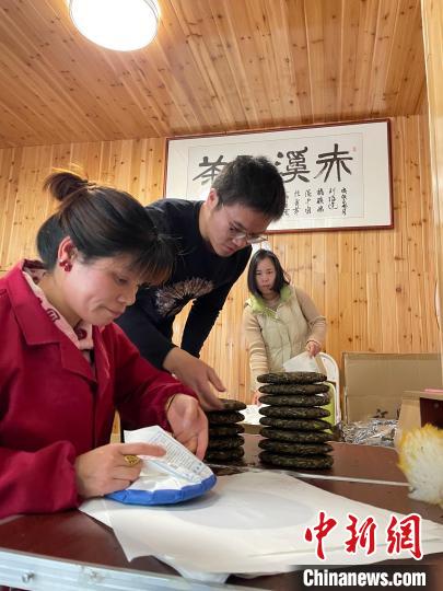資料圖：杜贏(左二)在整理白茶餅。　林春茵 攝